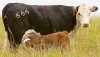 cow.jpg