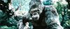 kong 4.jpg