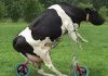 cowfunny.jpg