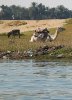IMG_7490.jpg