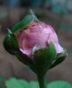 rose1.jpg