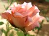 rose2.jpg