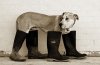1174680468_dogboot.jpg
