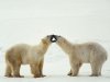 Polar_Bear_Greeting.jpg