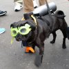 Scuba-Pug-2.jpg