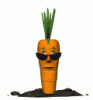 2385-cool_carrot_md_wht.gif