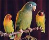 three-birds-752360.jpg