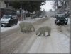 snowinathens9lv1.JPG