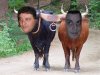 mosxarokefales.jpg