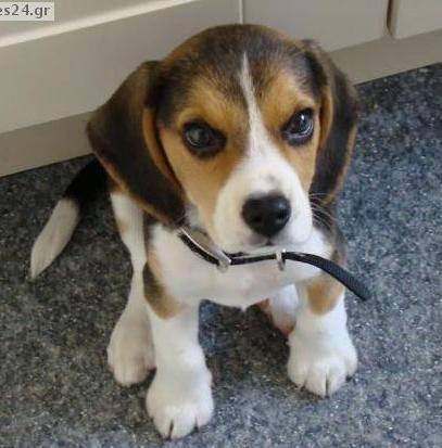 beagle.jpg