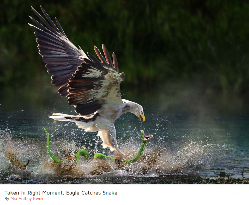 2014-04-17 13_22_56-taken in right moment, eagle catches snake photo.png