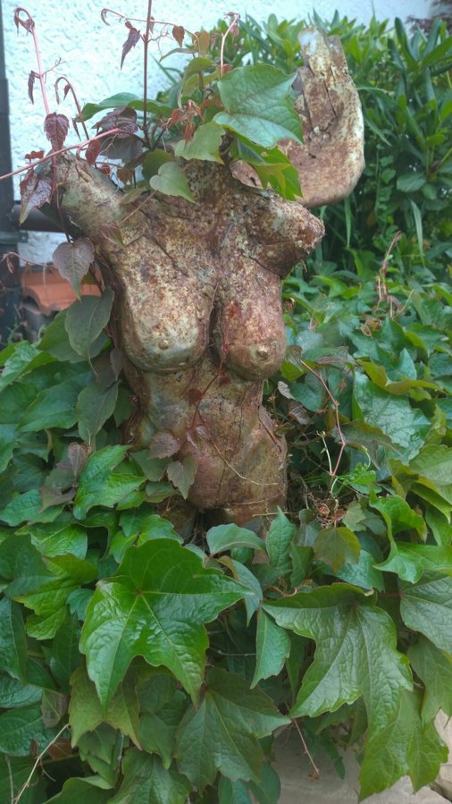 image.jpg