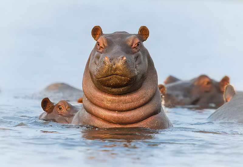 hello-hippo.jpg