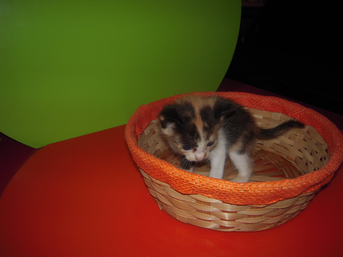 DSCN0806.JPG