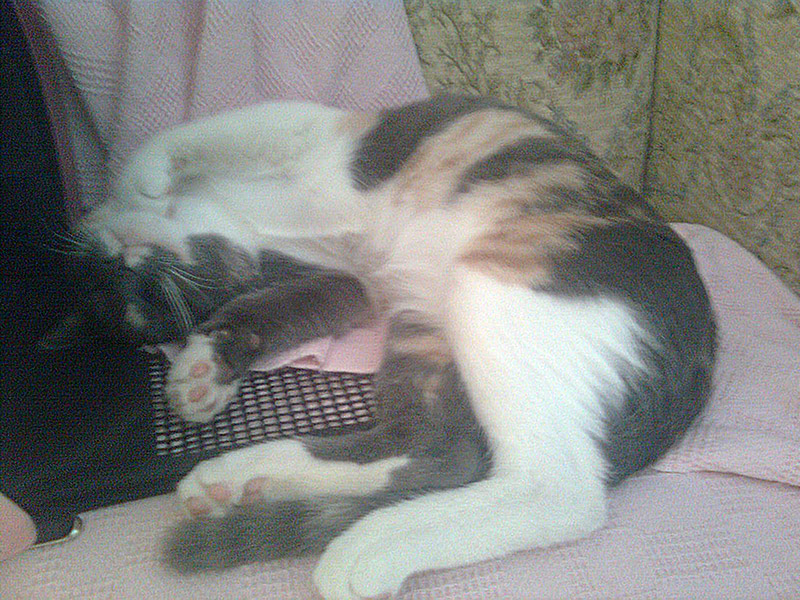 Daisy-2.jpg