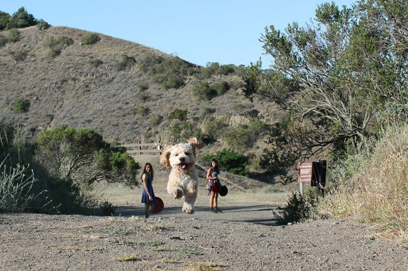 giant-dog-forced-perspective.jpg