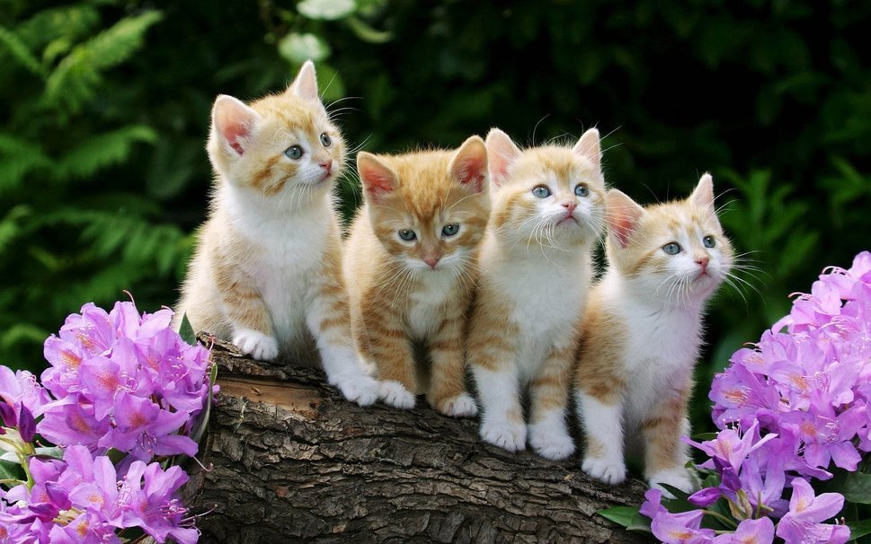 177462__beautiful-kittens_p.jpg