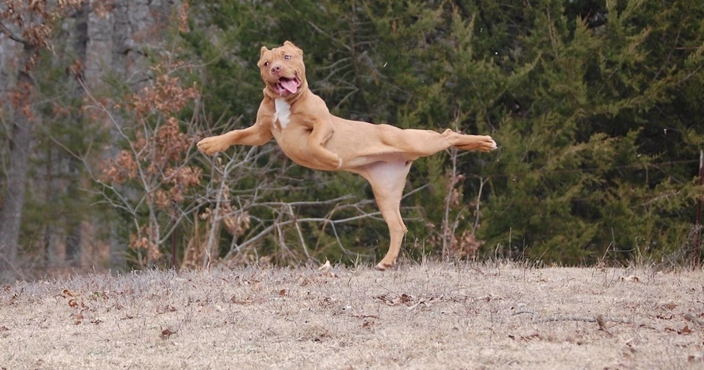 dog1.jpg