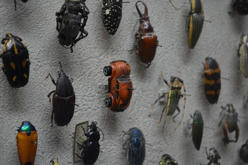 vw-beetle-bug-at-the-cleveland-museum-of-natural-history-beetle-display-exhibit.jpg