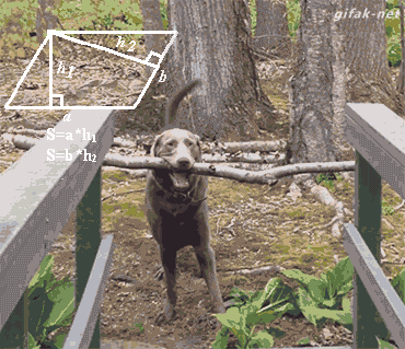 336627.gif