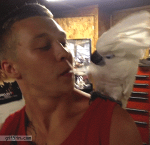 giphy.gif