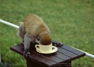 tmp_10949-kenya-masi-mara-monkey-drinking-from-coffee-cup-at-safari-camp-_-76038704-645199038.jpg