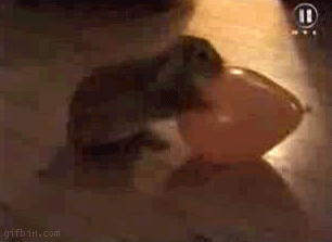 1306725621260.gif