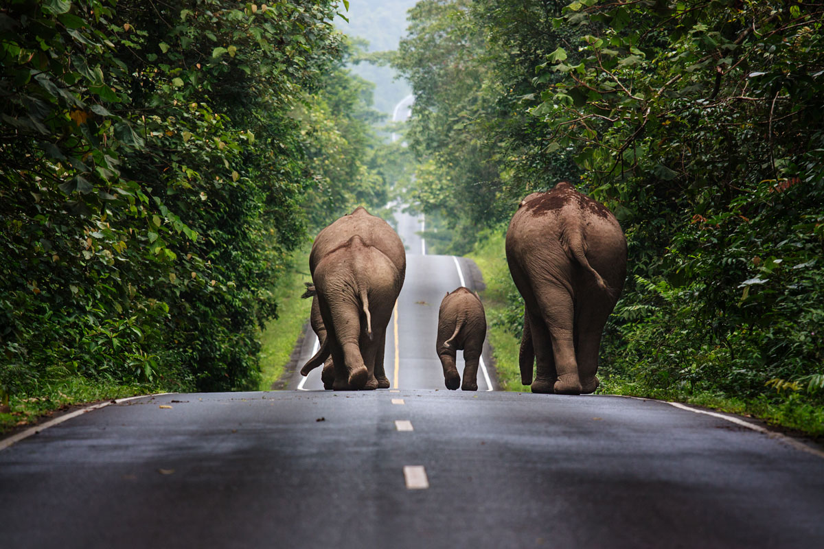 family-of-elephants-walking-down-road-khao-yai-national-park-thailand.jpg
