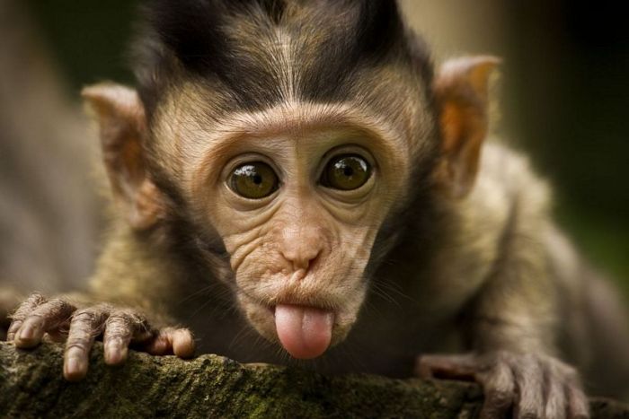 Cute-Monkey-Showing-Tongue-Funny-Face-Photo.jpg