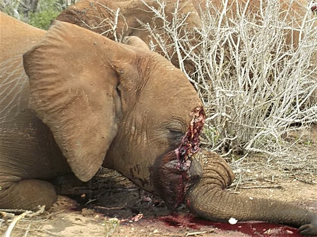 Elephant-massacre1.jpg