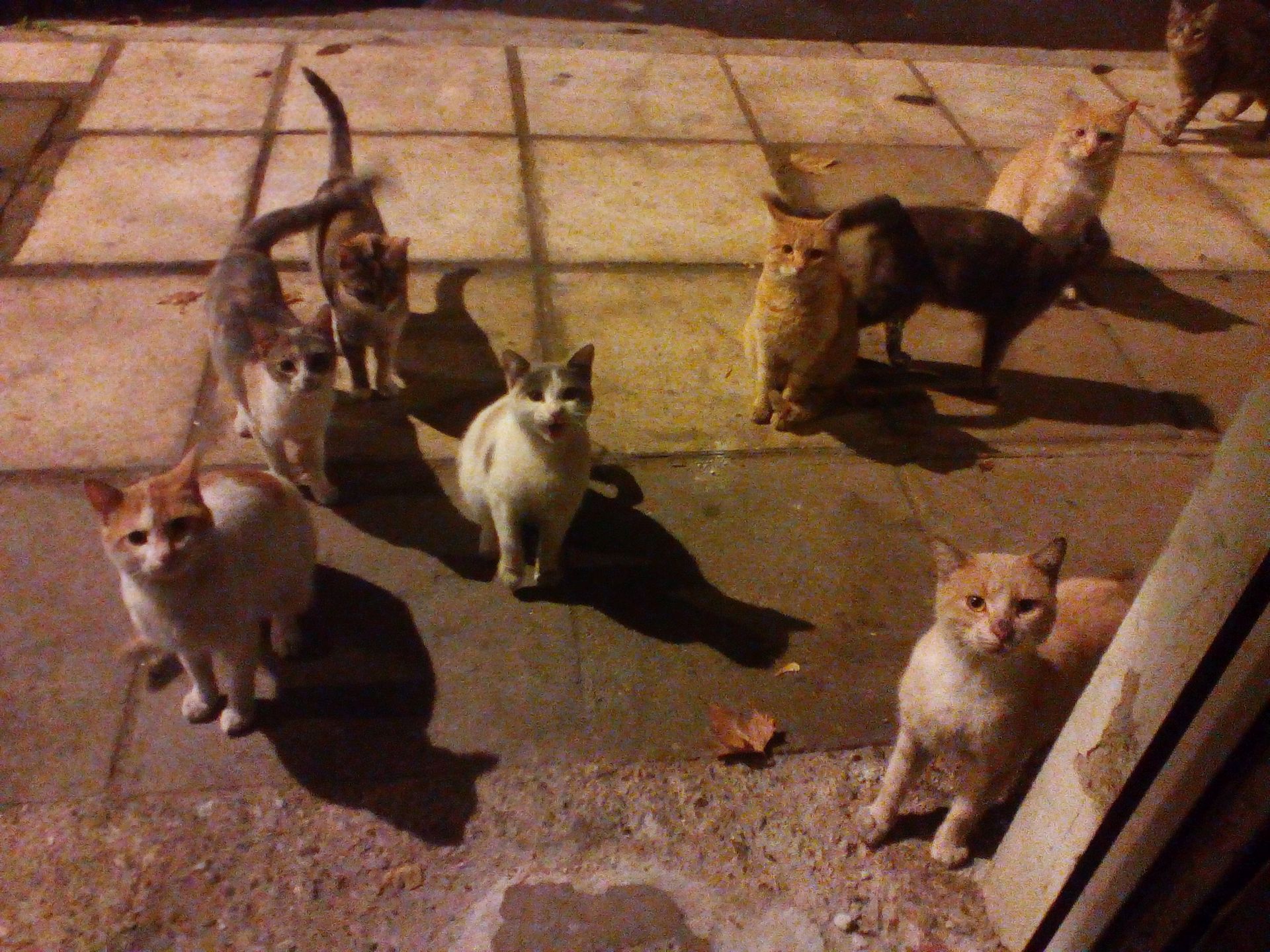 cats small.jpg