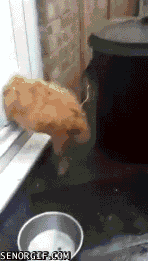 giphy1.gif