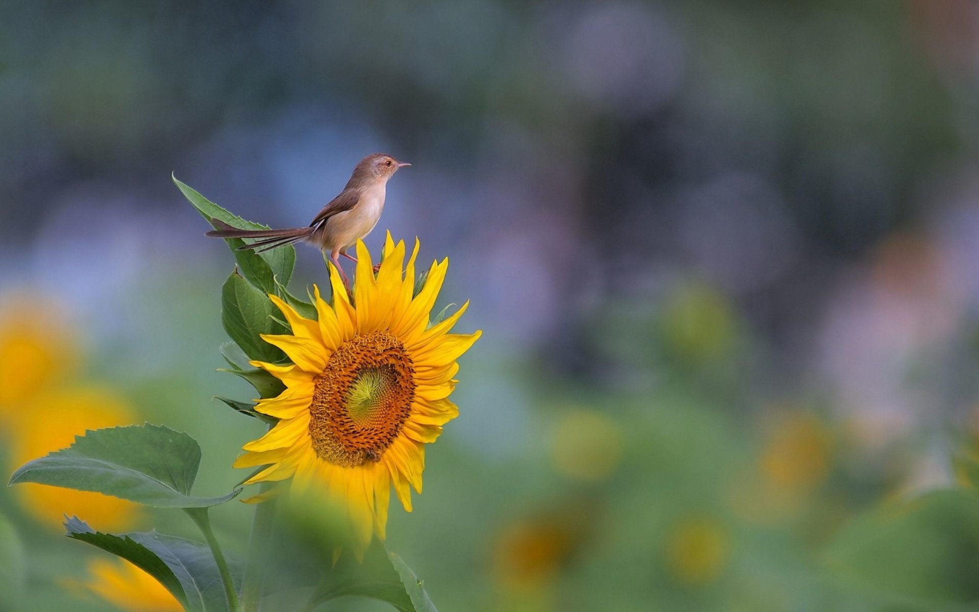 Sparrow-on-the-sunflower.jpg