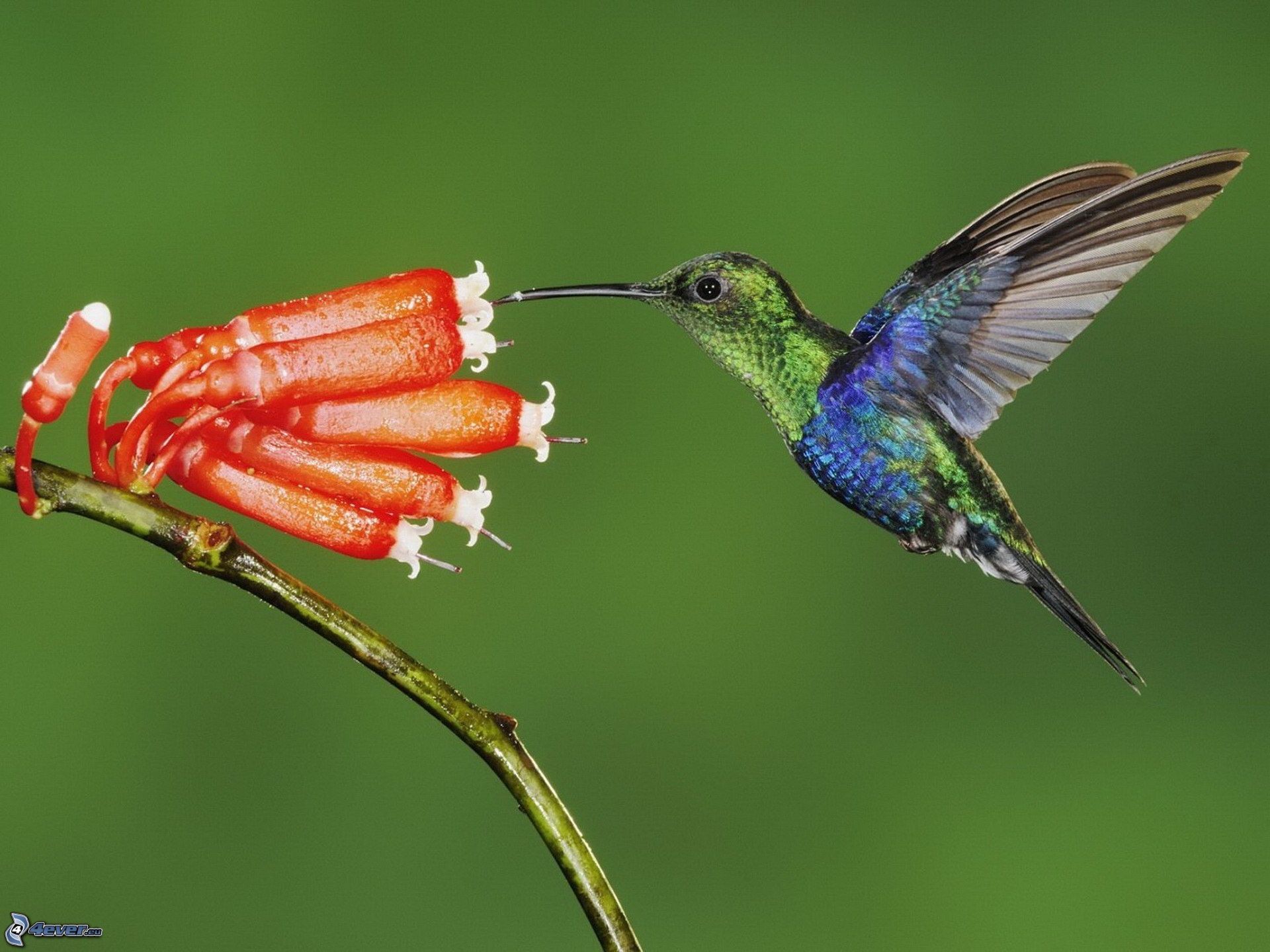 kolibri,-rote-blume-244099.jpg