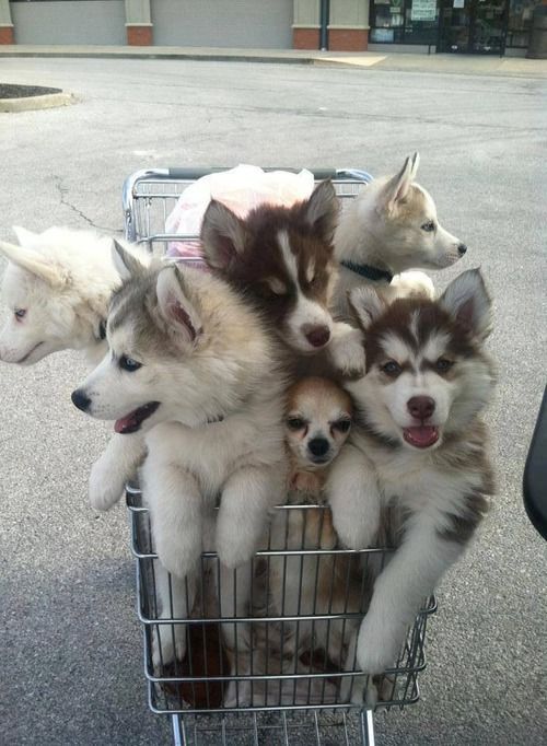 195384-Cart-Of-Huskies.jpg