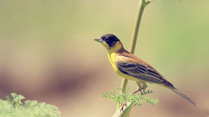 bird-wallpaper-17.jpg