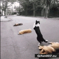 Funny-Video-Dog-Jumping-Gif.gif