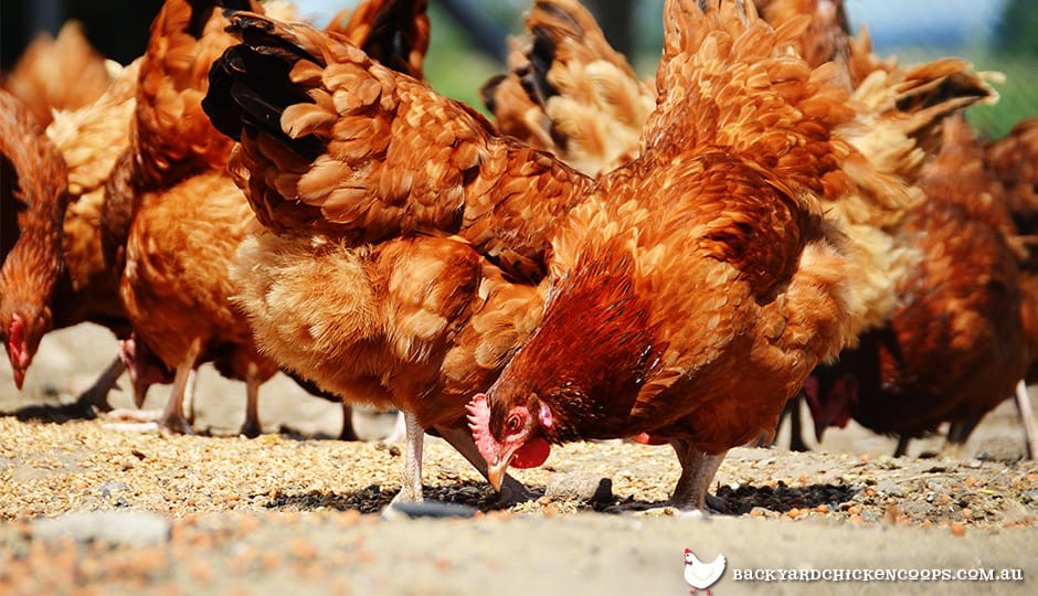 isa-brown-chickens-eating-feed.jpg