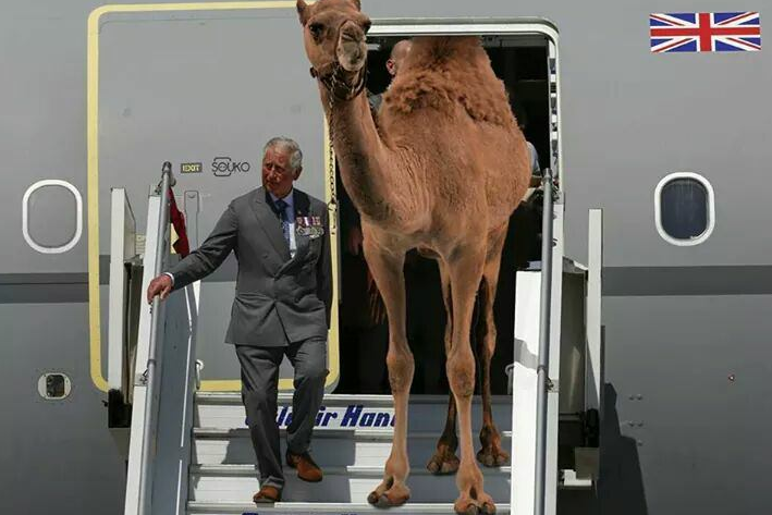 Camel.png