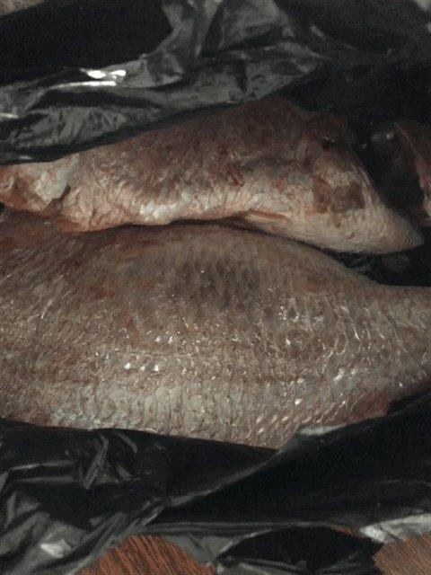 fish.jpg