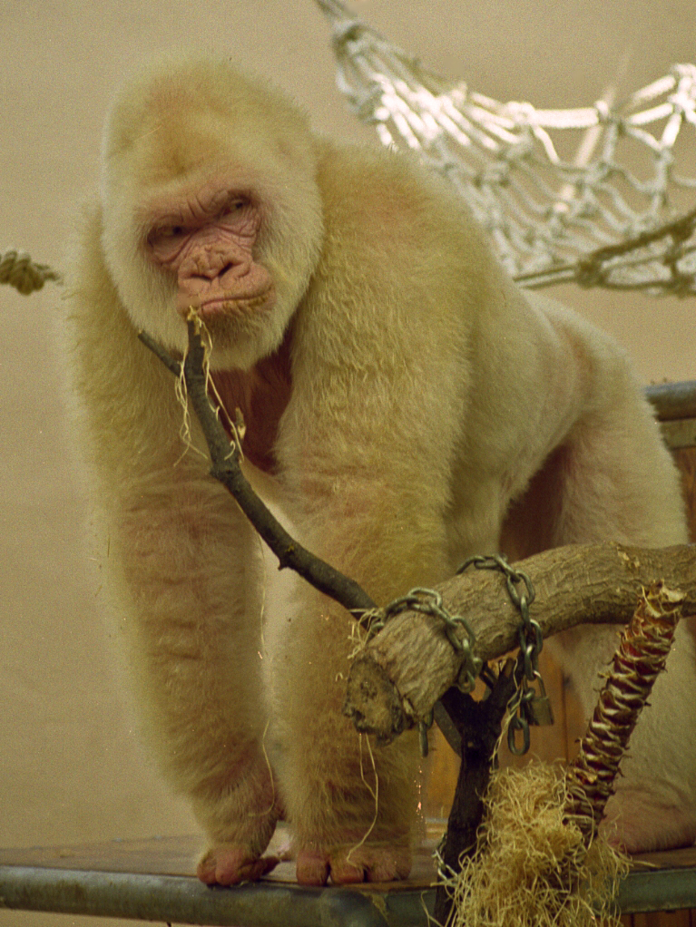 Snowflake_-_Barcelona_Zoo_White_Gorilla4.jpg