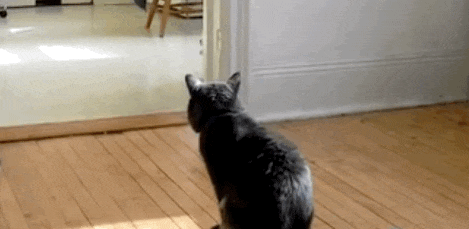 gucATzT.gif
