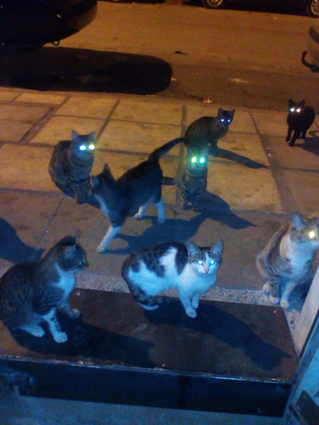 cats.jpg