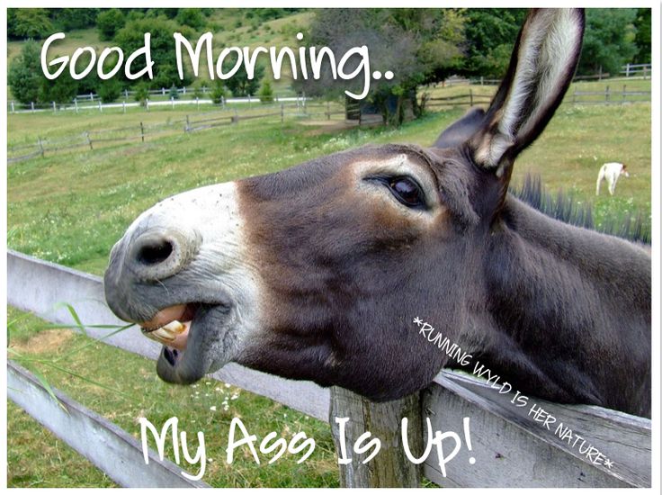 is-yours-have-a-good-day-animal-posters-good-night-E929b323592467429cabed77ca0f13d76.jpg