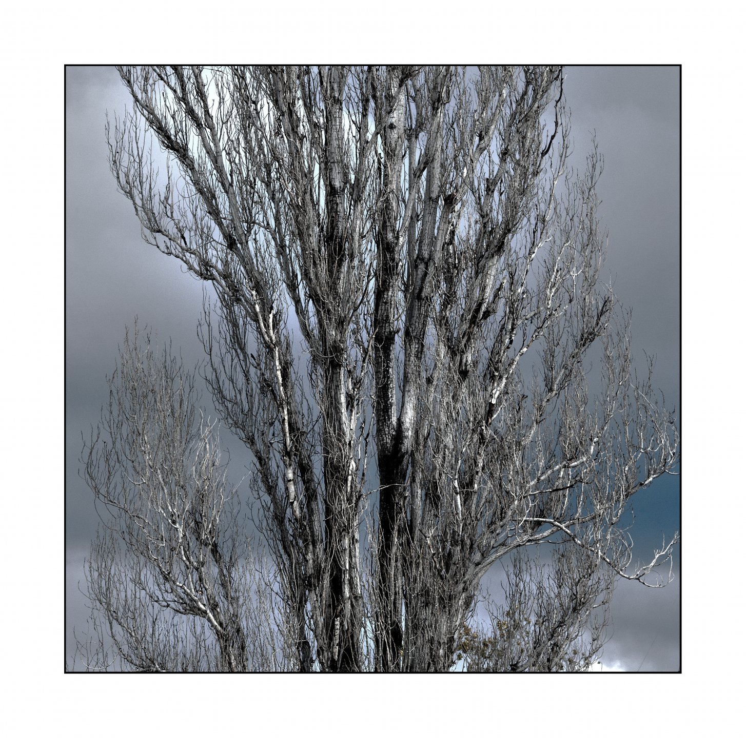 Tree.jpg