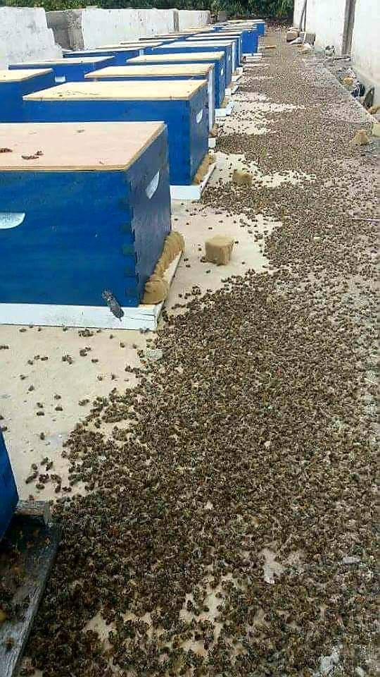 bee.jpg