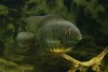 Severum.jpg