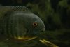 severum-close.jpg