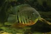 spoted severum.jpg