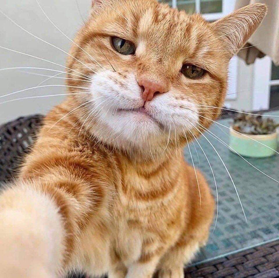 cat.jpg